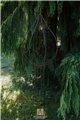 Support pour plantes grimpantes HANS