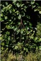 Support pour plantes grimpantes HANS