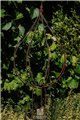Support pour plantes grimpantes HANS