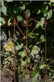 Support pour plantes grimpantes JOHANN - 3 Set