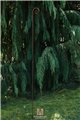 Support pour plantes grimpantes KLAUS