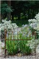 Trellis SILVAN