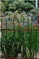 Trellis SILVAN
