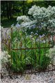 Trellis SILVAN