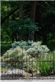 Trellis SILVAN