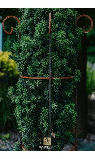 Support pour plantes grimpantes KIAN