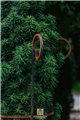Support pour plantes grimpantes KIAN