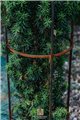 Support pour plantes grimpantes KIAN