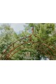 Arche de jardin ALEX Lilie Spitze